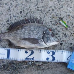 今期初チヌも、ロッド破損